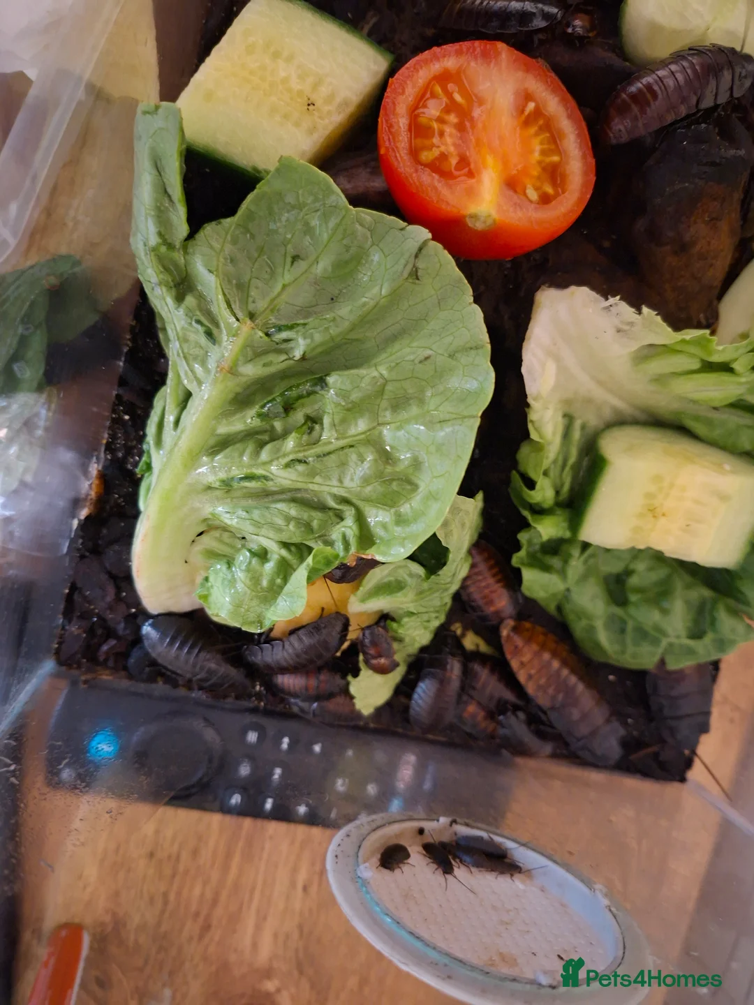 Cockroaches invertebrates for sale: Hissing cockroach  in Stourbridge - Advert 2