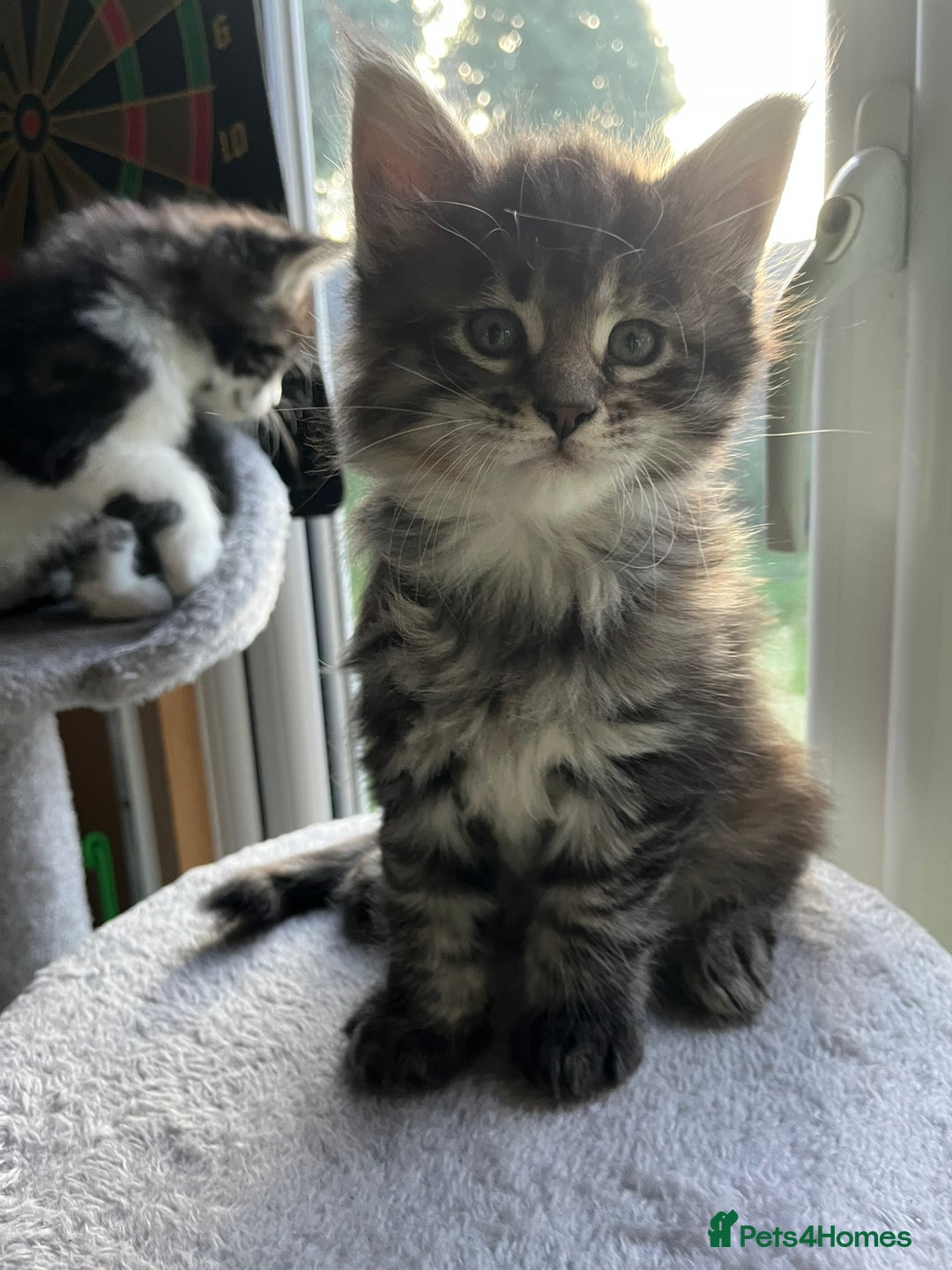 Maine Coon cats for sale: Beautiful Maine Coon Kittens - Advert 8