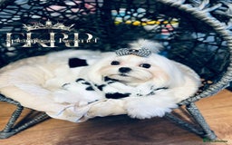 Maltese dogs for stud: ✨Exquisite DOLL KC Korean Maltese Stud DNA Clear ✨ - Image 12