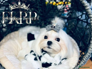 Maltese dogs ✨Exquisite DOLL KC Korean Maltese Stud DNA Clear ✨ - Advert 18