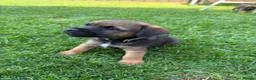 Border Terrier dogs for sale: Border terrier puppies  - Advert 9