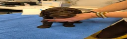 Cockapoo dogs for sale: Only 2 girls left! Gorgeous Cockapoo Puppies 🐾 - Advert 29