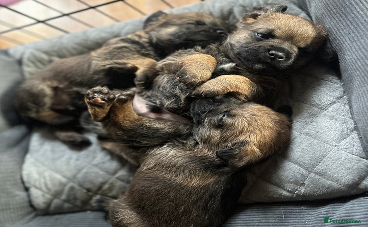 Border Terrier dogs - Advert 16
