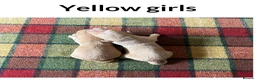 Labrador Retriever dogs for sale: Stunning KC Lab pups, health tested&many FTCH/Ws - Advert 8
