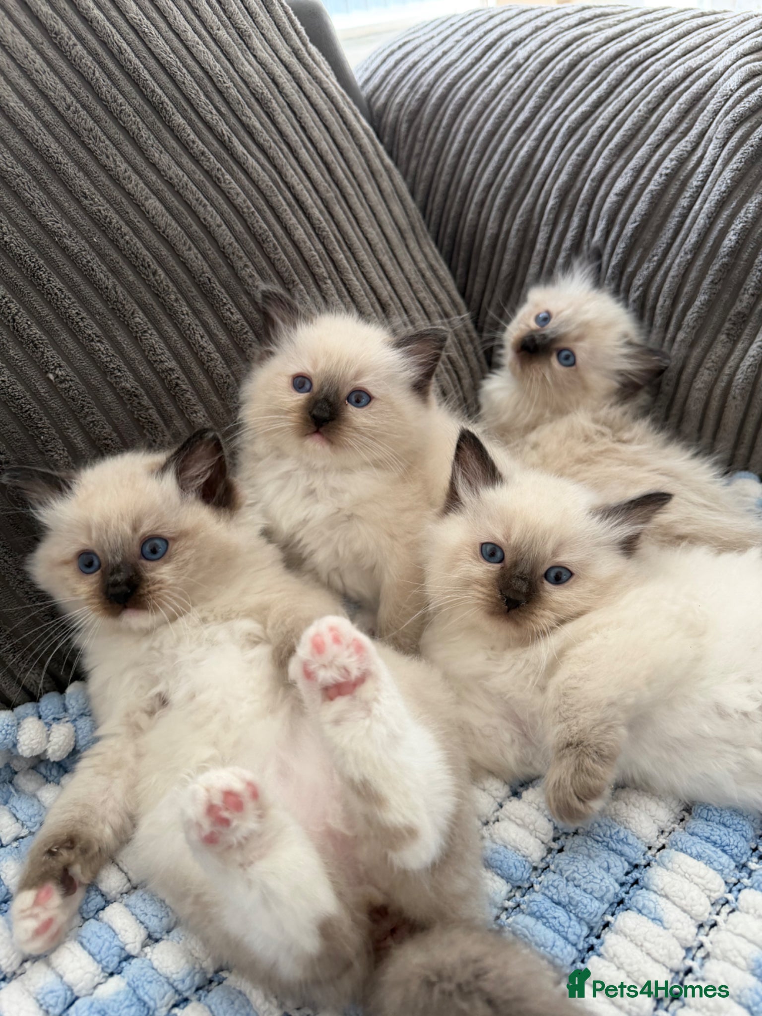 Ragdoll cats pedigree ragdoll kittens  - Advert 2