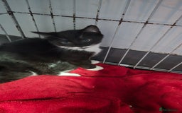 Mixed Breed cats for sale: 2 brothers looking for new forever homes  - Image 3