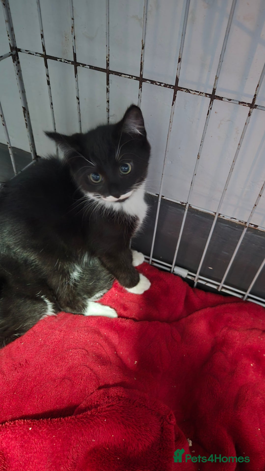 Mixed Breed cats for sale: 2 brothers looking for new forever homes  - Image 3
