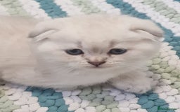 Scottish Fold cats for sale: Scottish Fold Kittens. Vaccinated, Last one left! - Image 9