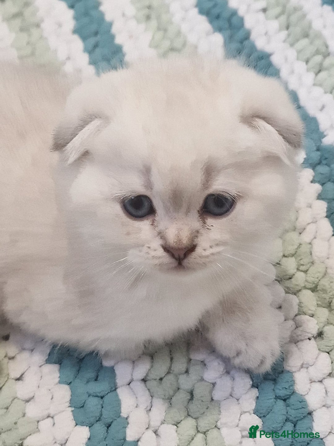 Scottish Fold cats for sale: Scottish Fold Kittens. Vaccinated, Last one left! - Image 9