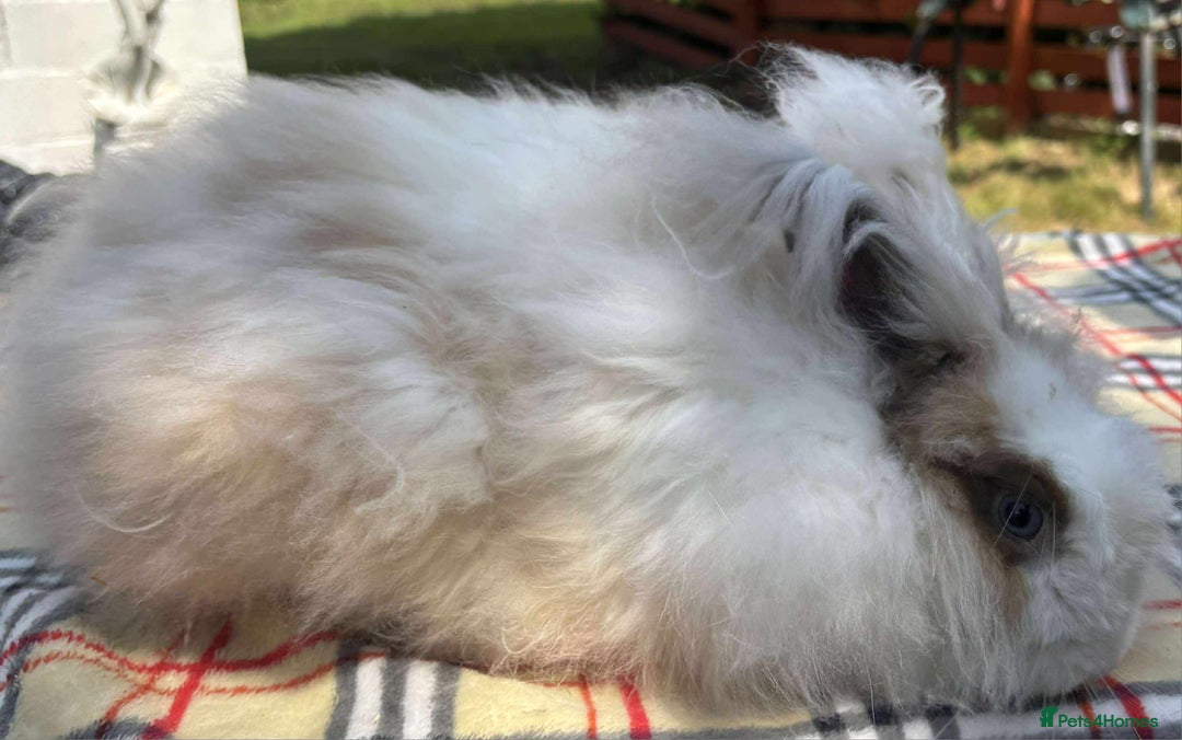 Angora rabbits for sale: Pair angora rabbits - Image 2
