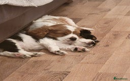 Cavalier King Charles Spaniel dogs for sale: Cavalier King Charles Spaniel Puppies for Sale 🐾 - Image 2