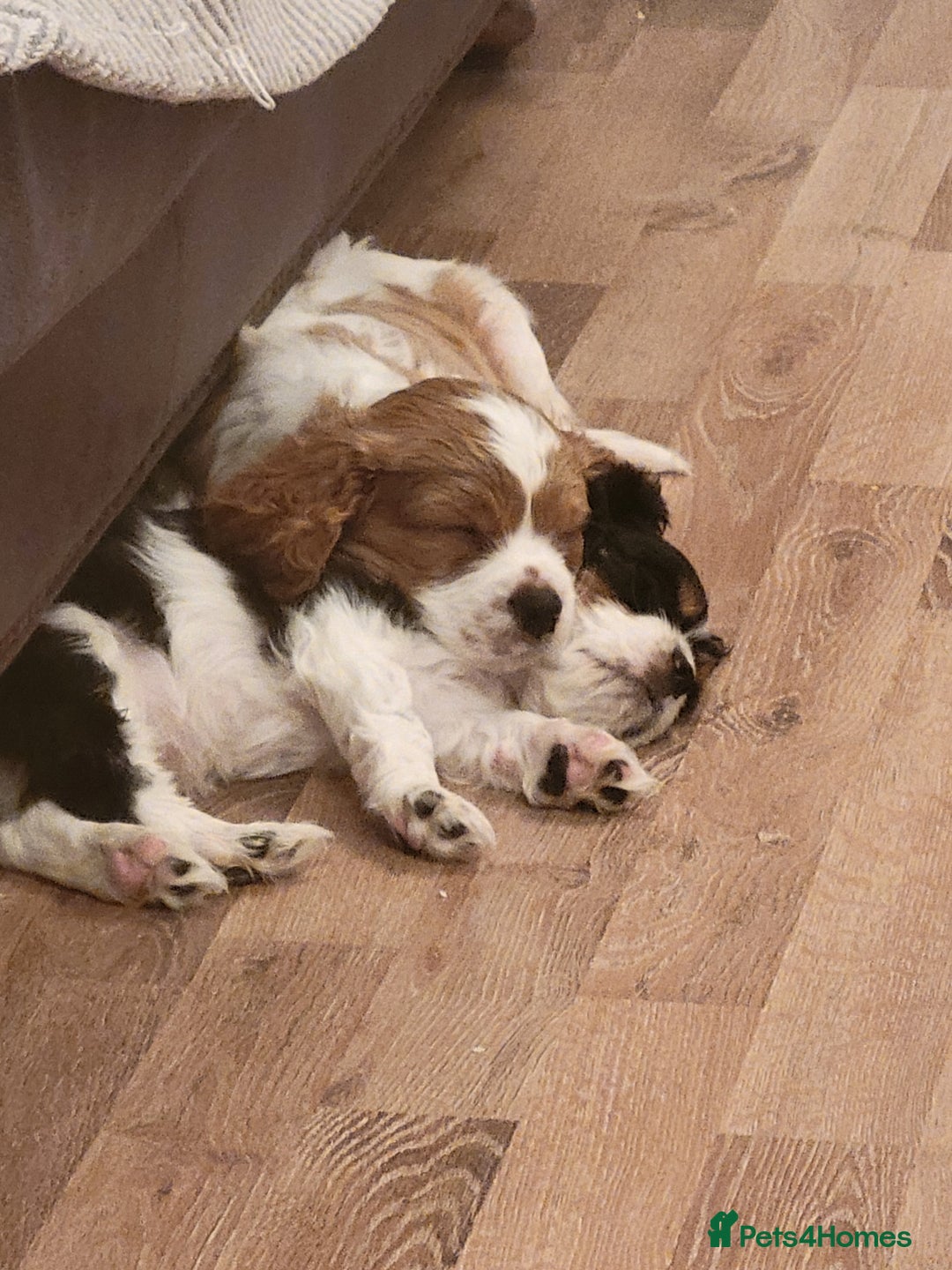 Cavalier King Charles Spaniel dogs for sale: Cavalier King Charles Spaniel Puppies for Sale 🐾 - Image 2