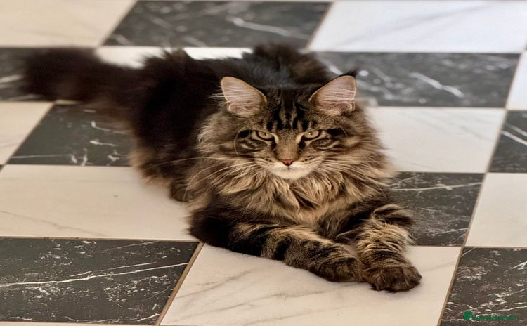 Maine Coon cats - Advert 1