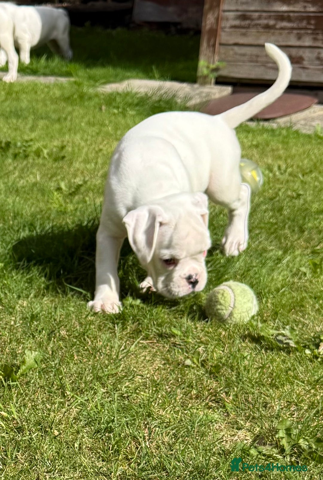 Boxer dogs for sale: Quality Boxer Puppies - Image 17