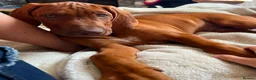 Rhodesian Ridgeback dogs for sale: Beautiful Rhodesian Ridgeback puppies-Family pet - Advert 23