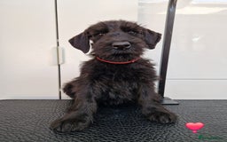 Giant Schnauzer dogs for sale: Fully Vaccinated KC Giant Schnauzer females  - Image 2