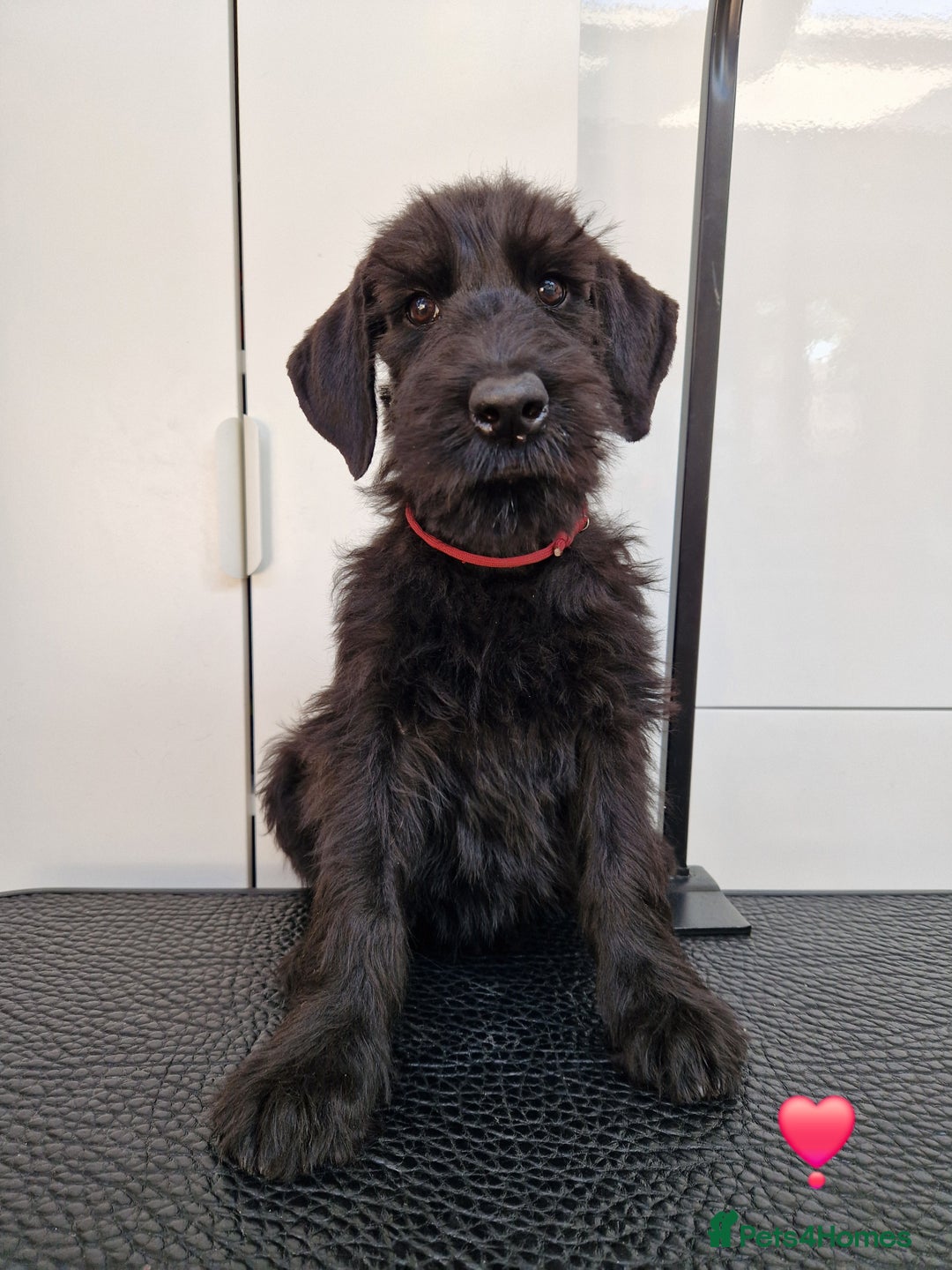 Giant Schnauzer dogs for sale: Fully Vaccinated KC Giant Schnauzer females  - Image 2