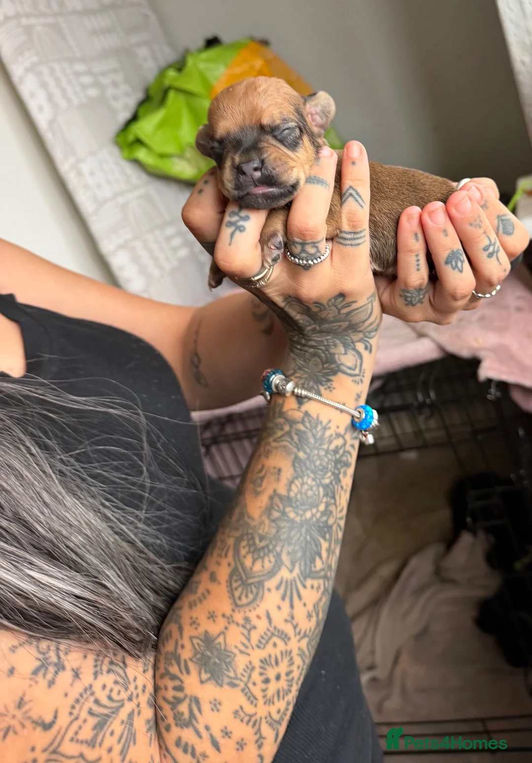 Mixed Breed dogs for sale: Beautiful french bulldog x cocker spaniel pups. in Leicester - Advert 7