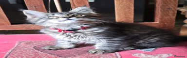 Maine Coon Kitten 2