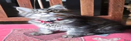 Maine Coon cats for sale: Big Strong Maine Coon Kittens - Advert 31