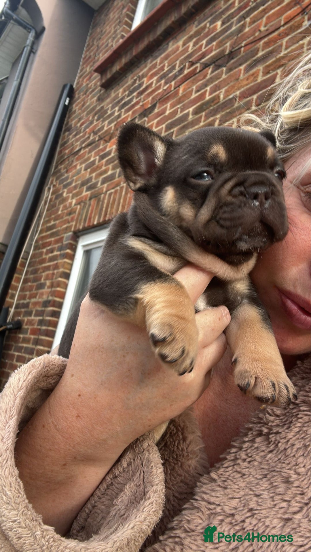 French Bulldog dogs for sale: 🤎🐻 Beautiful Quality Baby Dogs 🐻🤎 - Advert 8