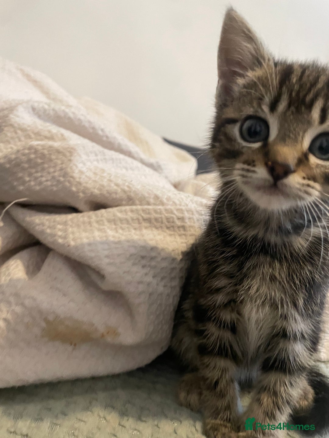 Mixed Breed cats for sale: Beautiful kitten  - Image 6