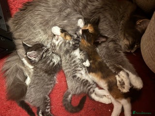 Maine Coon cats Pedigree Main Coon kittens 2boys/1girl TICA reg. - Advert 3