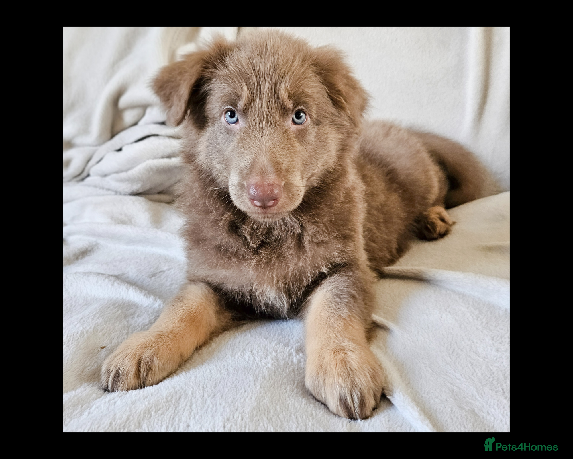 German Shepherd dogs 💠1 izzy female KC reg straight back GSP's💠 - Advert 9