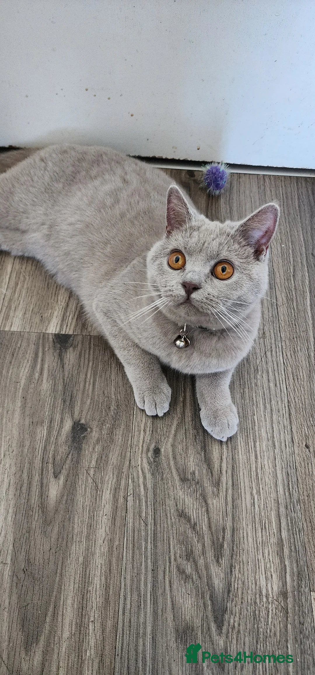 British Shorthair cats for sale: British shorthair boy 💙 🐾  - Advert 2