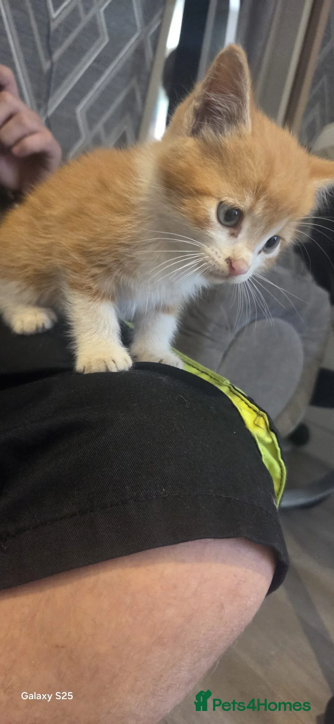 Mixed Breed cats for sale: 5 kittens looking for forever homes  - Advert 2