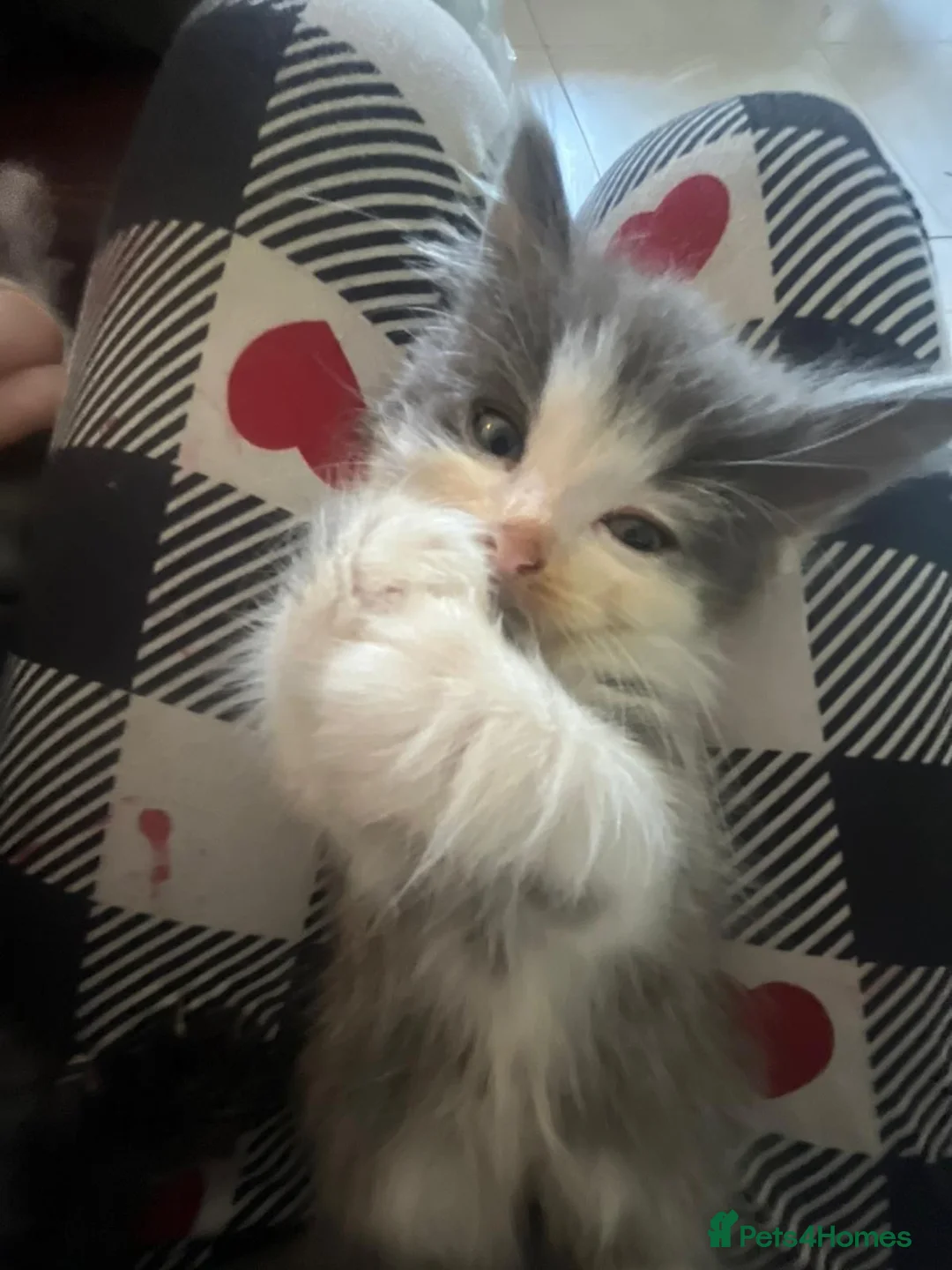 Mixed Breed cats for sale: Ragdoll maine-coon x Blue Russian kittens ready.  in Edinburgh - Advert 2