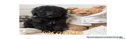 Labradoodle dogs for sale: Ready now rare silver f1bb standard labradoodles  - Advert 16