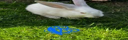 Continental Giant rabbits for sale: 4 mail continental Giants in Canterbury - Advert 8