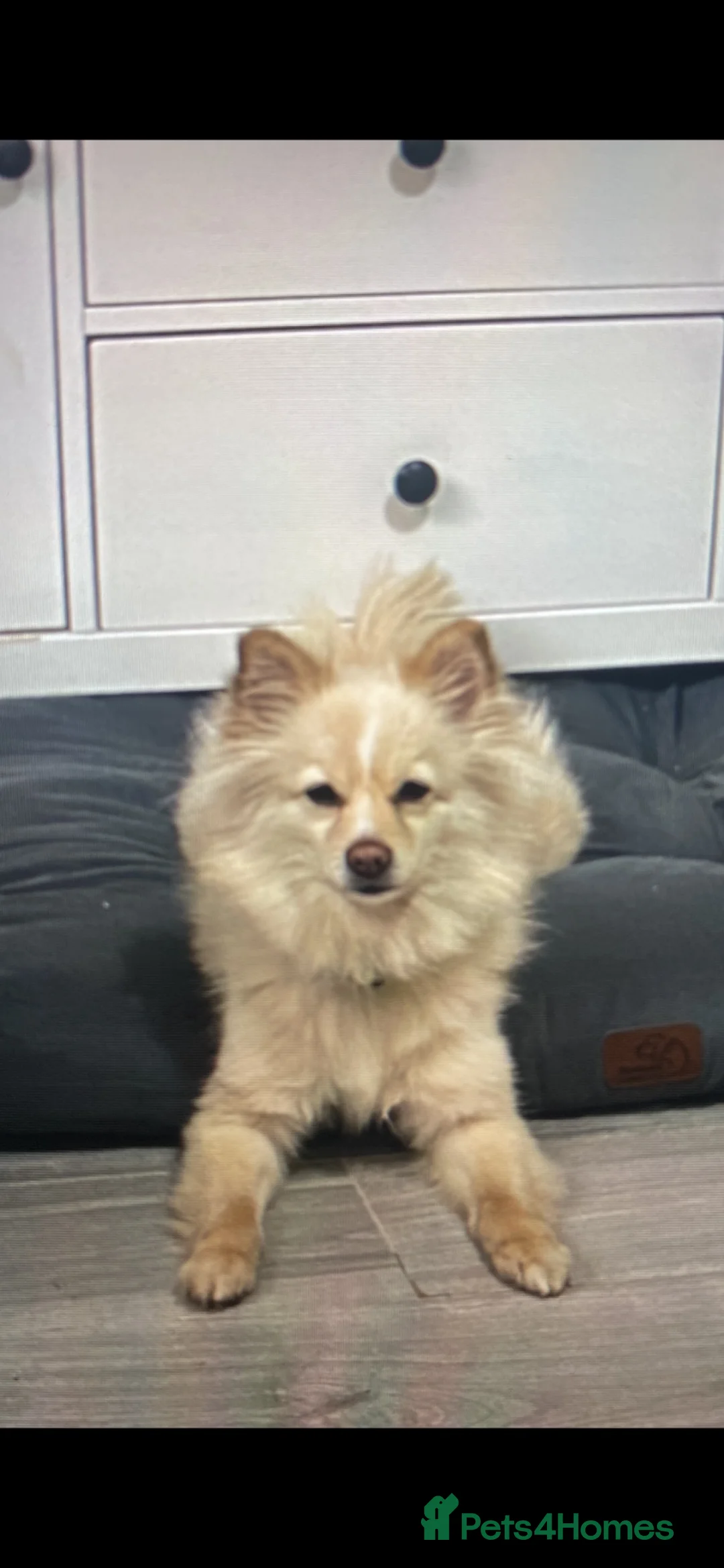 Mixed Breed dogs for sale: Pomeranian/chihuahua mix girl  - Advert 2