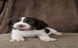 Sprocker dogs for sale: 🐶✨ F2 Sprocker Puppies – Growing Beautifully! ✨🐶 - Image 16