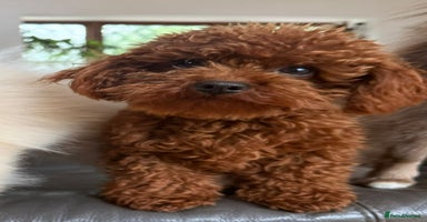 Maltipoo dogs - Advert 4