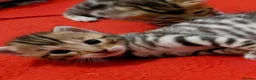 Bengal cats for sale: Pure Bengal kittens for sale - Advert 11