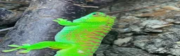 Gecko reptiles for sale: Giant Day gecko adult male high red - Advert 3