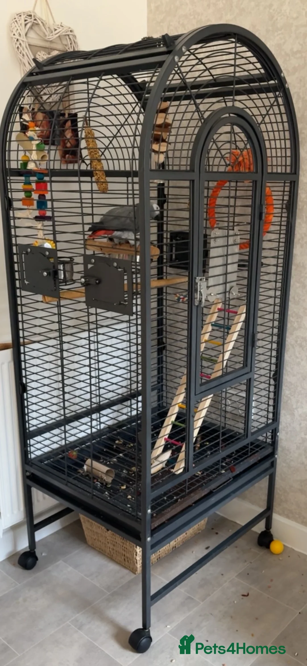 Parrots birds for sale: African grey hand tamed male parrot 18 months old  in Swadlincote - Advert 2