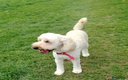 Cockapoo dogs for sale: Cockapoo female puppy  - Image 17