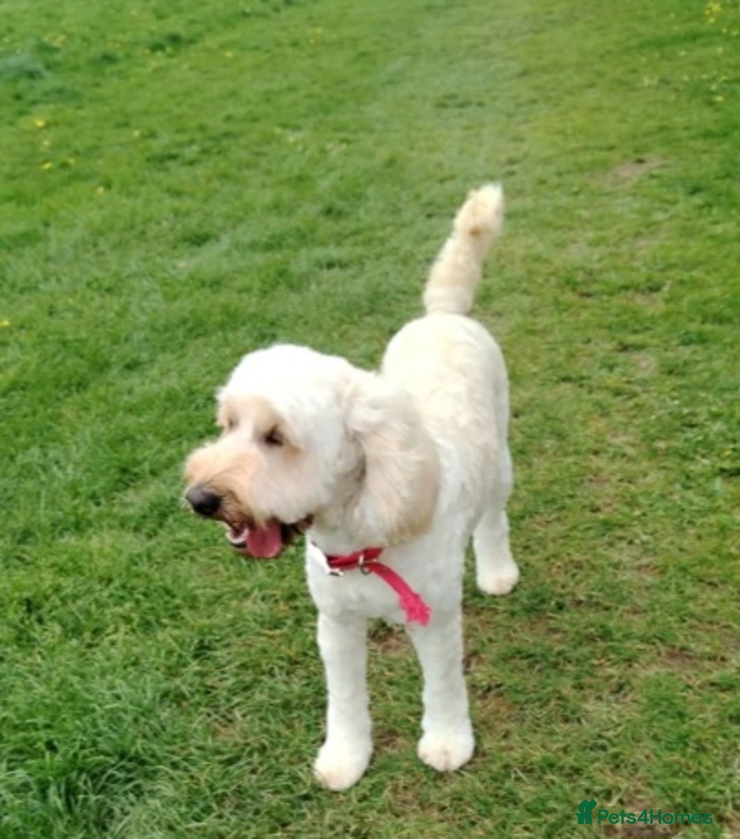 Cockapoo dogs for sale: Cockapoo female puppy  - Image 17