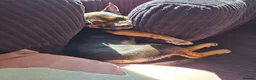 Mixed Breed dogs for sale: Looking for forever home in Crewe - Advert 4