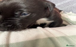 Mixed Breed dogs for sale: Beautiful whippet cross labrador(collie) puppies  - Image 37