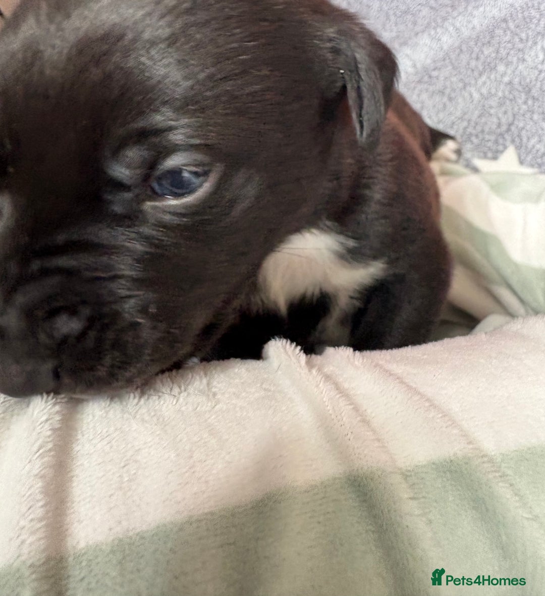 Mixed Breed dogs for sale: Beautiful whippet cross labrador(collie) puppies  - Image 37