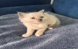 Ragdoll cats for sale: 3 stunning ragdoll x kittens - Image 4