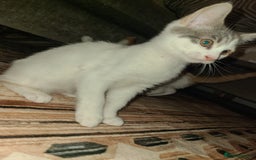 Mixed Breed cats for sale: Kittens  - Image 4