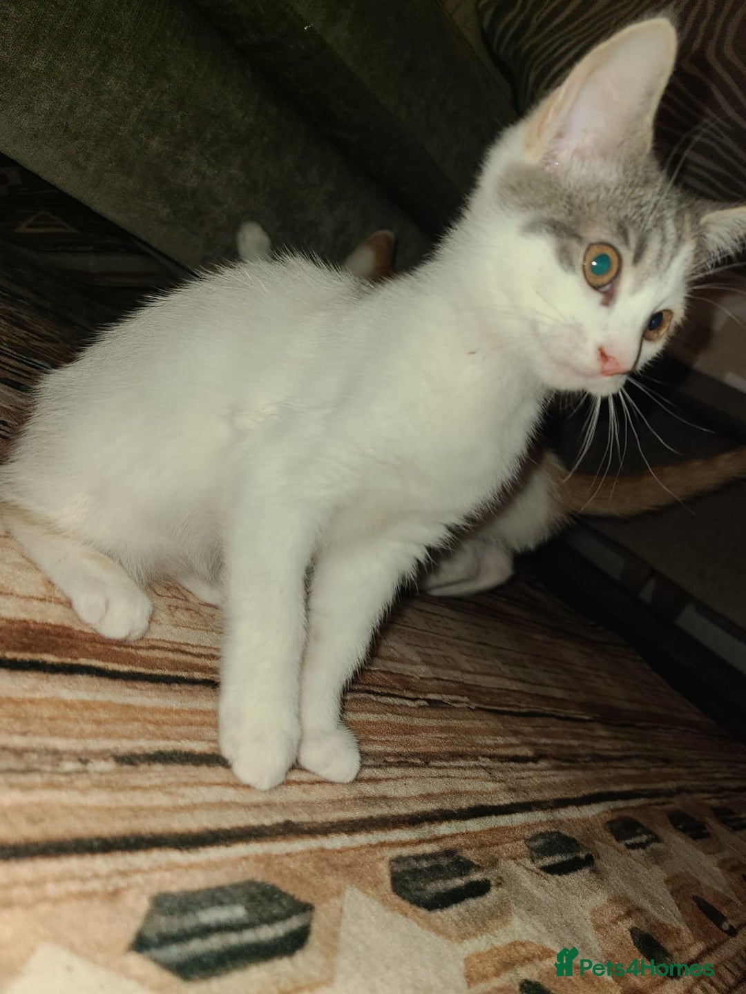 Mixed Breed cats for sale: Kittens  - Image 4