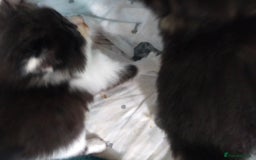 Mixed Breed cats for sale: Four lovely fluffy kittens  - Image 16