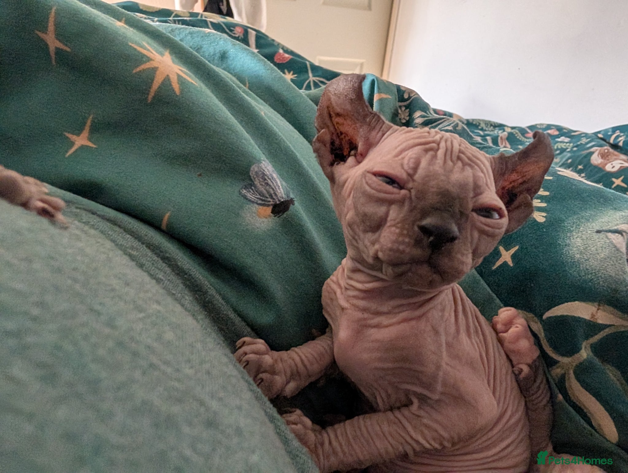 Sphynx cats Last 2 Ready Now Sphynx kittens  - Advert 11