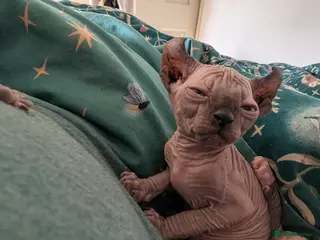 Sphynx cats Last 2 Ready Now Sphynx kittens - Advert 11